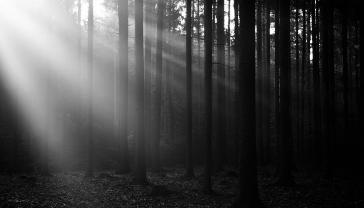 Deep forest with sun rays