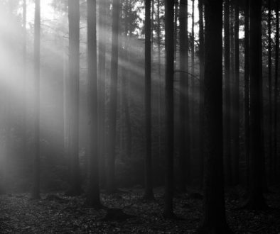 Deep forest with sun rays