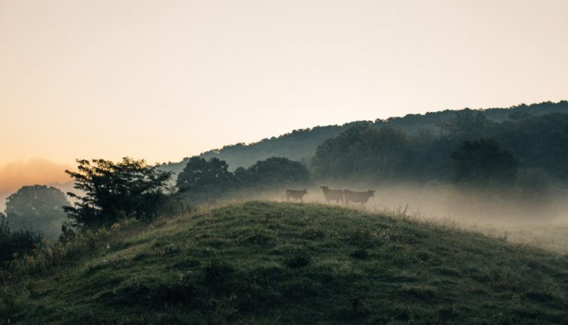 Death_to_stock_photography_farm_3