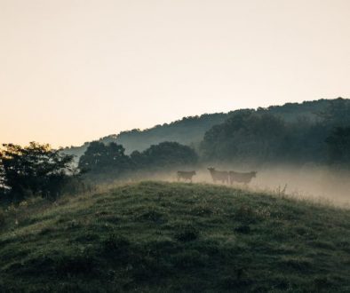 Death_to_stock_photography_farm_3